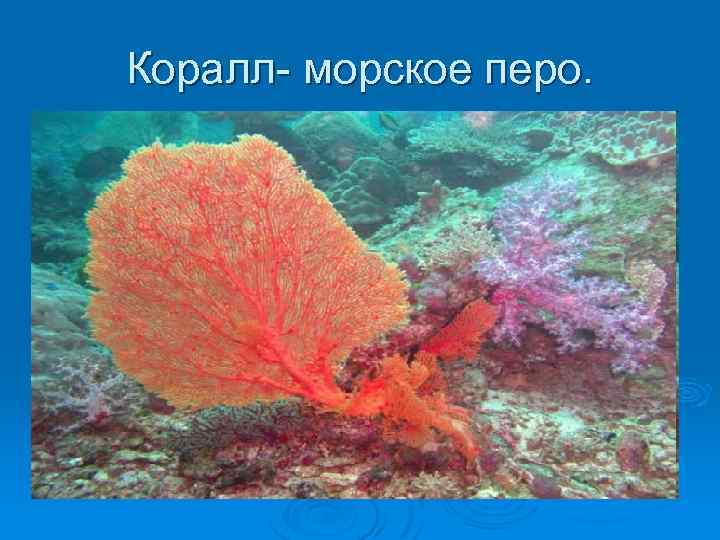 Коралл- морское перо. 