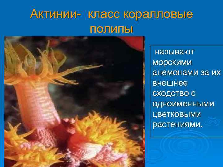 Актинии- класс коралловые полипы называют морскими анемонами за их внешнее сходство с одноименными цветковыми