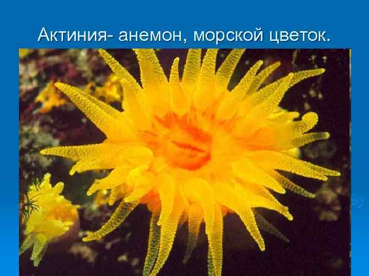 Актиния- анемон, морской цветок. 