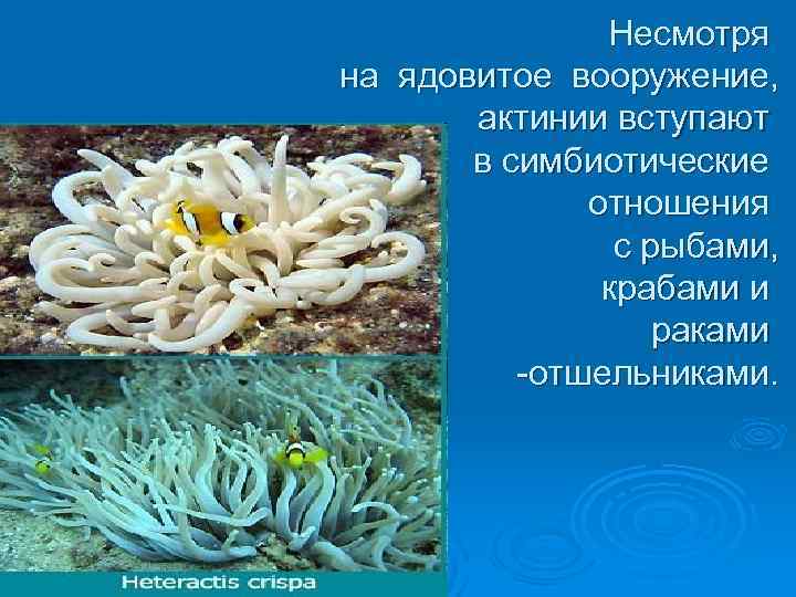 Несмотря на ядовитое вооружение, актинии вступают в симбиотические отношения с рыбами, крабами и раками