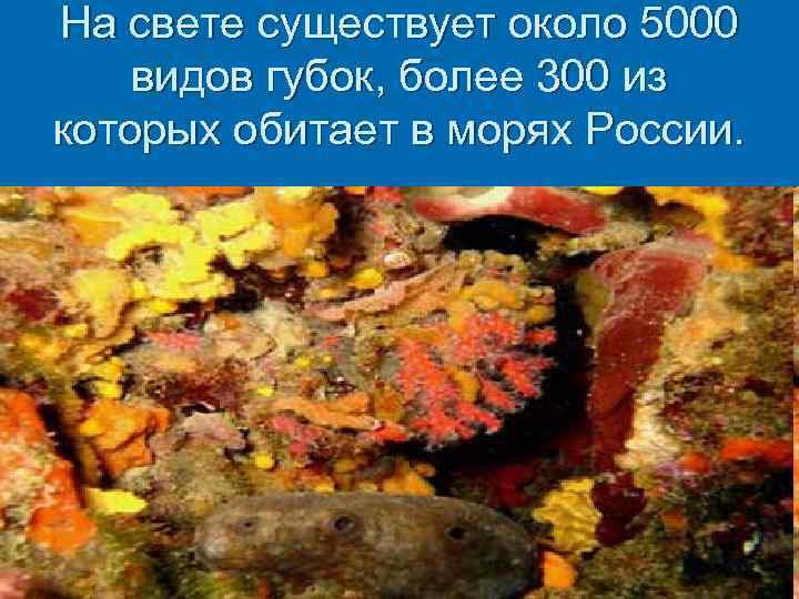На свете существует около 5000 видов губок, более 300 из которых обитает в морях