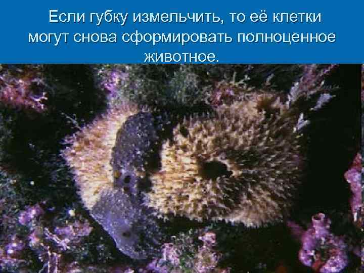 Если губку измельчить, то её клетки могут снова сформировать полноценное животное. 