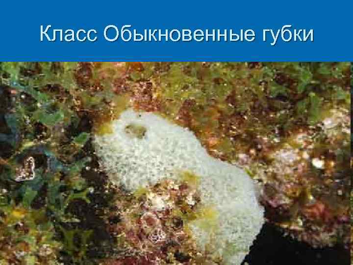 Класс Обыкновенные губки 