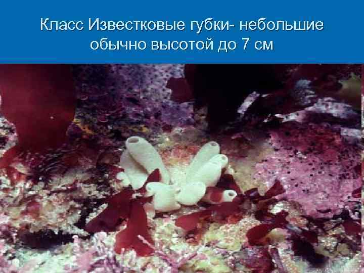 Класс Известковые губки- небольшие обычно высотой до 7 см 