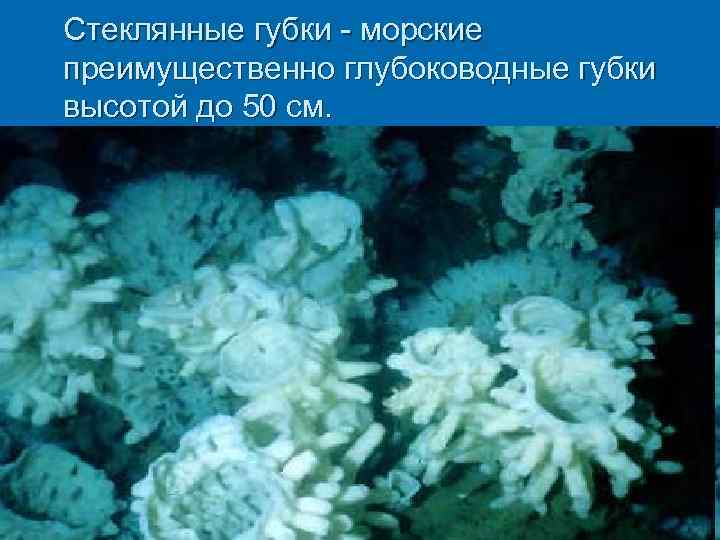 Стеклянные губки - морские преимущественно глубоководные губки высотой до 50 см. 