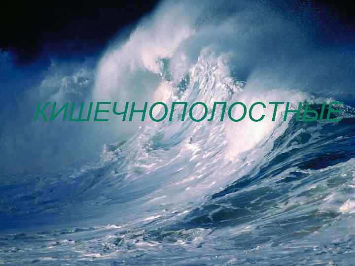 КИШЕЧНОПОЛОСТНЫЕ 