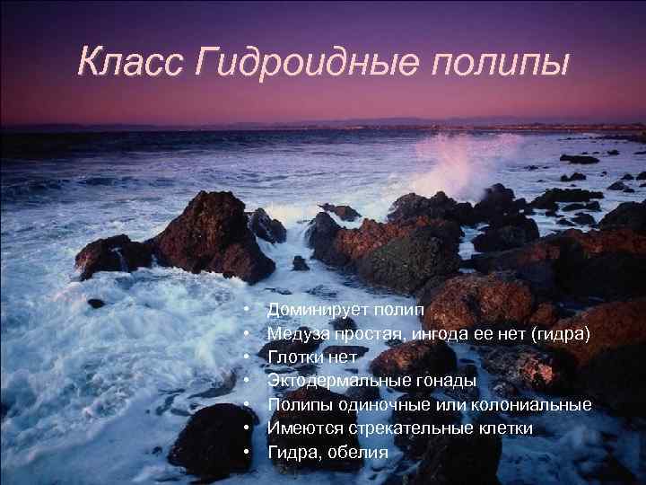 Класс Гидроидные полипы • • Доминирует полип Медуза простая, ингода ее нет (гидра) Глотки
