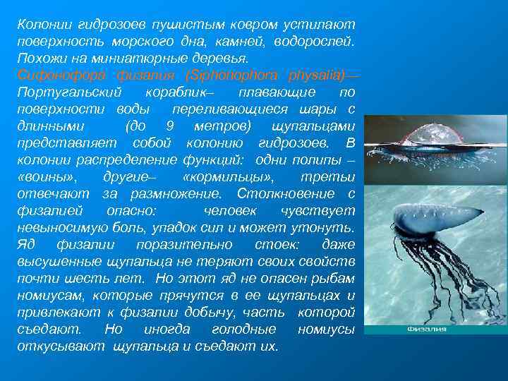 Колонии гидрозоев пушистым ковром устилают поверхность морского дна, камней, водорослей. Похожи на миниатюрные деревья.