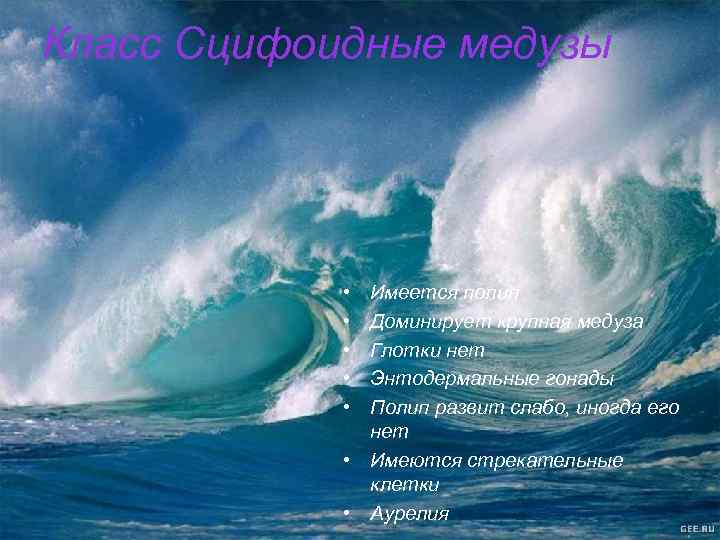 Класс Сцифоидные медузы • • • Имеется полип Доминирует крупная медуза Глотки нет Энтодермальные