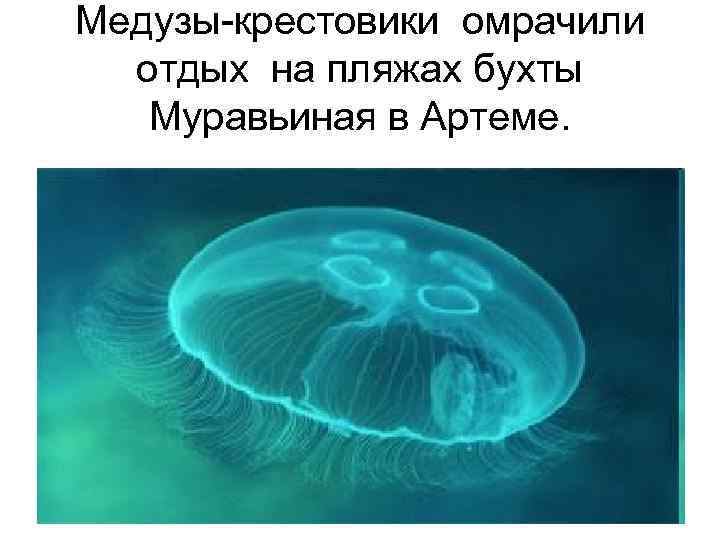 Медузы-крестовики омрачили отдых на пляжах бухты Муравьиная в Артеме. 