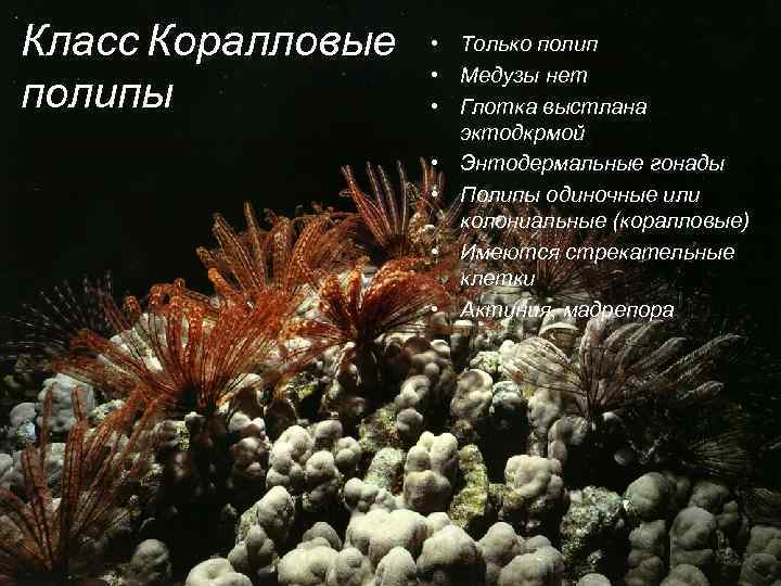 Класс Коралловые полипы • Только полип • Медузы нет • Глотка выстлана эктодкрмой •