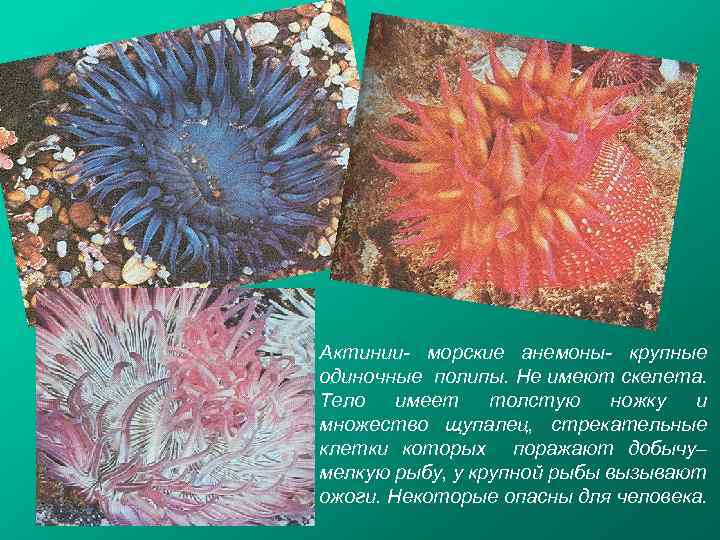 Актинии- морские анемоны- крупные одиночные полипы. Не имеют скелета. Тело имеет толстую ножку и