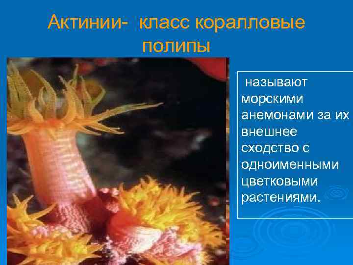 Актинии- класс коралловые полипы называют морскими анемонами за их внешнее сходство с одноименными цветковыми
