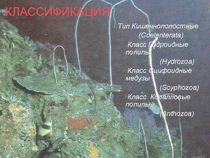 КЛАССИФИКАЦИЯ Тип Кишечнополостные (Coelenterata) Класс Гидроидные полипы (Hydrozoa) Класс Сцифоидные медузы (Scyphozoa) Класс Коралловые