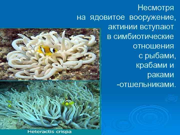 Несмотря на ядовитое вооружение, актинии вступают в симбиотические отношения с рыбами, крабами и раками