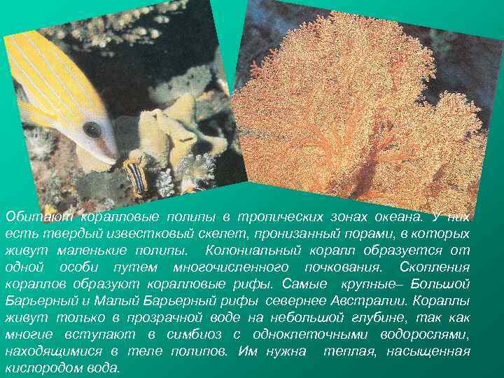 Обитают коралловые полипы в тропических зонах океана. У них есть твердый известковый скелет, пронизанный