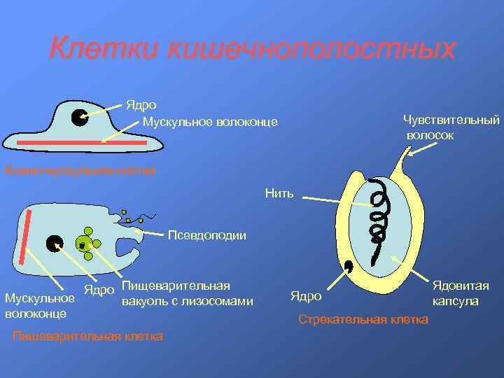 Клетки кишечнополостных Ядро Мускульное волоконце Чувствительный волосок Кожно-мускульная клетка Нить Псевдоподии Ядро Пищеварительная Мускульное