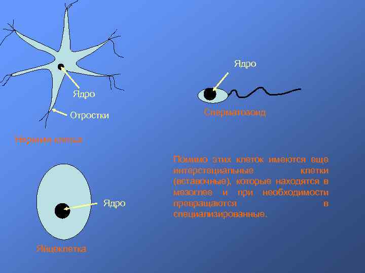 Ядро Отростки Сперматозоид Нервная клетка Ядро Яйцеклетка Помимо этих клеток имеются еще интерстециальные клетки
