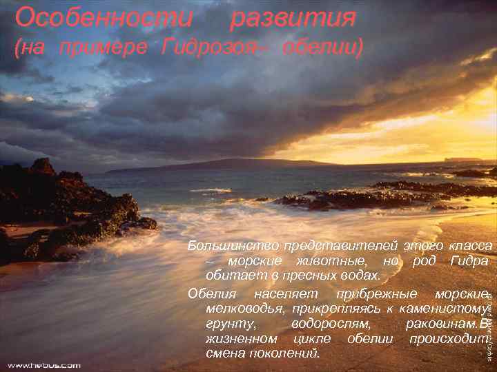 Особенности развития (на примере Гидрозоя– обелии) Большинство представителей этого класса – морские животные, но