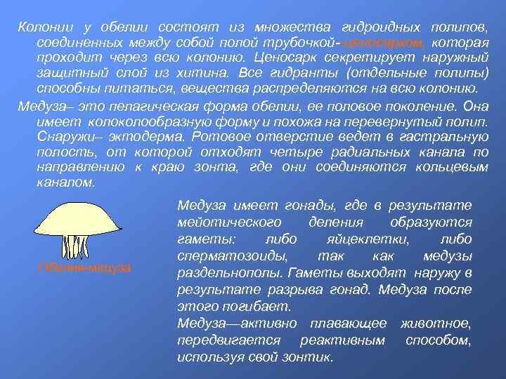 Колонии у обелии состоят из множества гидроидных полипов, соединенных между собой полой трубочкой--ценосарком, которая