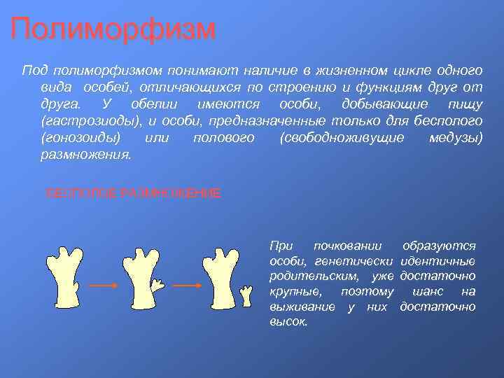 Полиморфизм Под полиморфизмом понимают наличие в жизненном цикле одного вида особей, отличающихся по строению