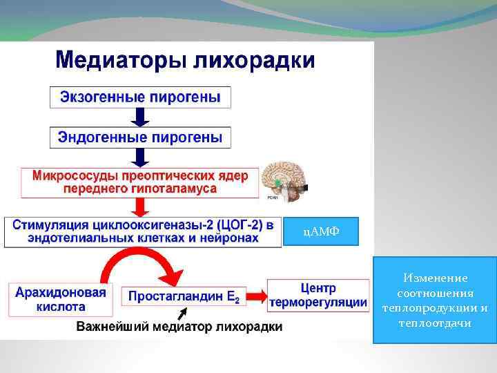 ц. АМФ Изменение соотношения теплопродукции и теплоотдачи 