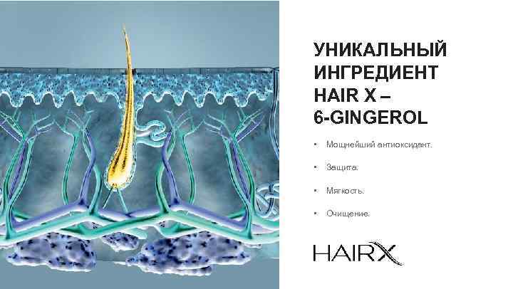 УНИКАЛЬНЫЙ ИНГРЕДИЕНТ HAIR X – 6 -GINGEROL • Мощнейший антиоксидант. • Защита. • Мягкость.