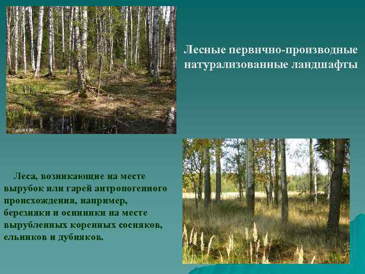 Лесные первично-производные натурализованные ландшафты Леса, возникающие на месте вырубок или гарей антропогенного происхождения, например,