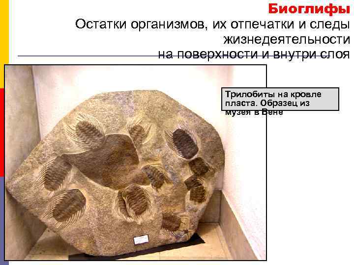 Биоглифы Остатки организмов, их отпечатки и следы жизнедеятельности на поверхности и внутри слоя Трилобиты