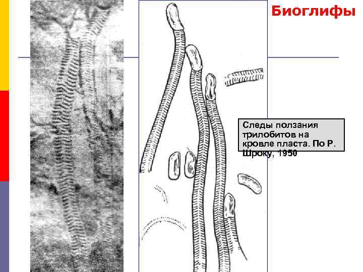 Биоглифы Следы ползания трилобитов на кровле пласта. По Р. Шроку, 1950 