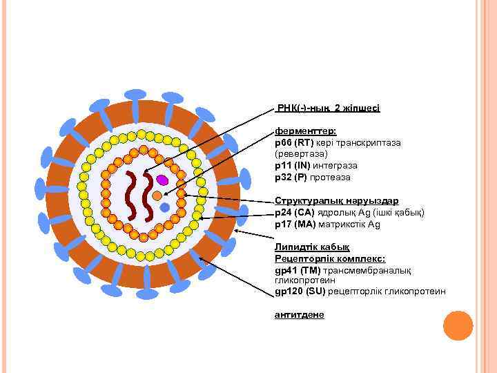 РНК(-)-ның 2 жіпшесі ферменттер: p 66 (RT) кері транскриптаза (ревертаза) p 11 (IN) интеграза
