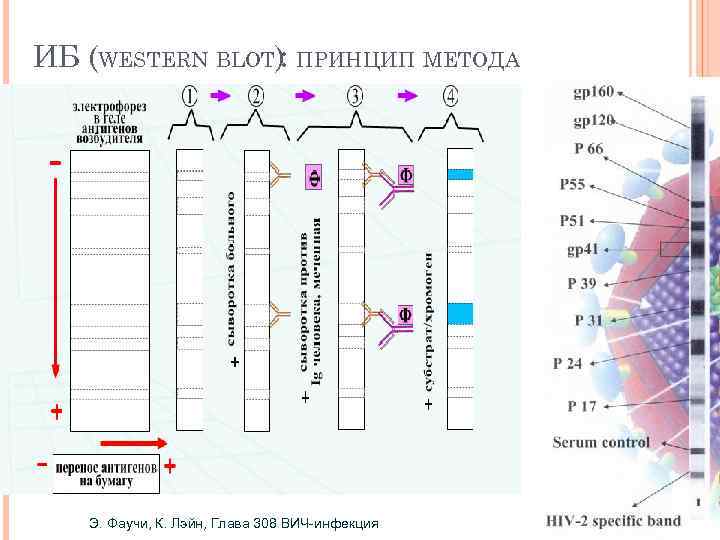 ИБ (WESTERN BLOT): ПРИНЦИП МЕТОДА Э. Фаучи, К. Лэйн, Глава 308 ВИЧ-инфекция 