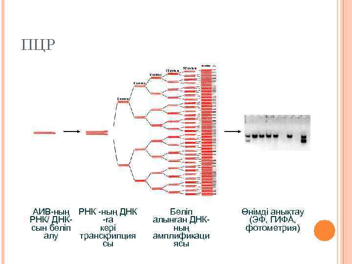 ПЦР АИВ-ның РНК -ның ДНК -ға РНК/ ДНКкері сын бөліп транскрипция алу сы Бөліп