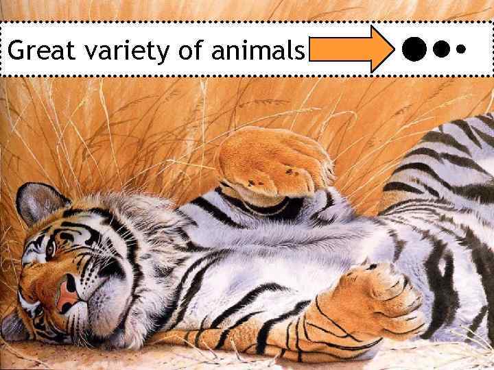 Great variety of animals 