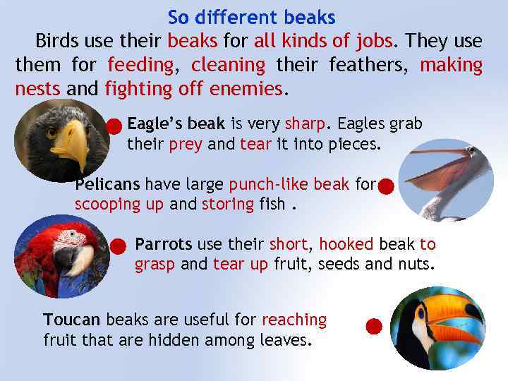 So different beaks Birds use their beaks for all kinds of jobs. They use