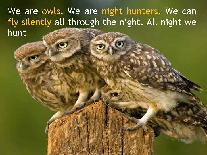 We are owls. We are night hunters. We can fly silently all through the
