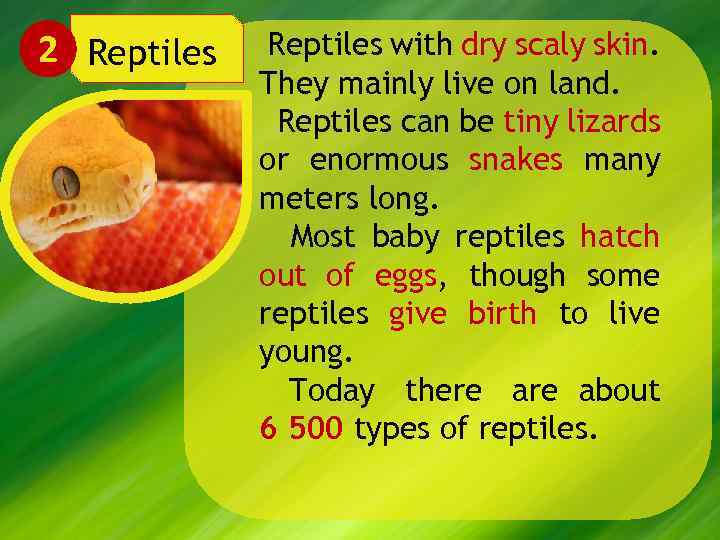 2 Reptiles with dry scaly skin. They mainly live on land. Reptiles can be