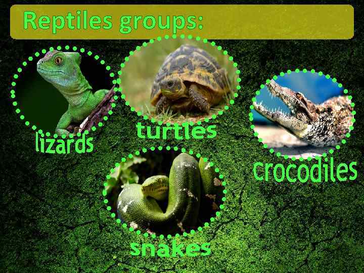 Reptiles groups: 