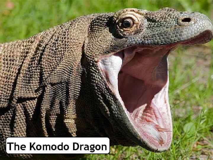 The Komodo Dragon 