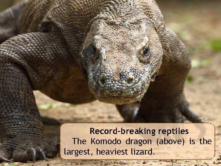 Record-breaking reptiles The Komodo dragon (above) is the largest, heaviest lizard. 