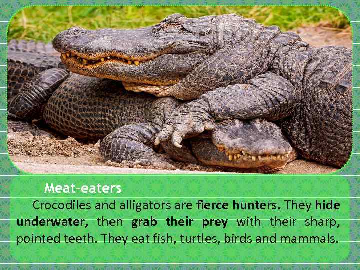 Meat-eaters Crocodiles and alligators are fierce hunters. They hide underwater, then grab their prey
