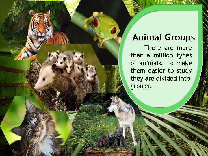 Animal Groups There are more than a million types of animals. To make them