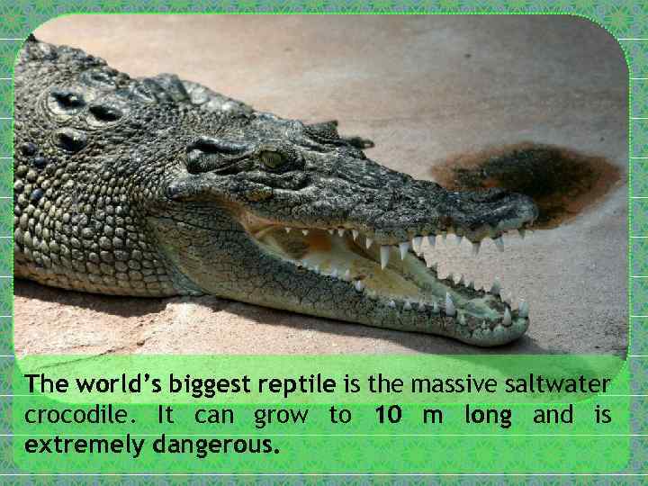 The world’s biggest reptile is the massive saltwater crocodile. It can grow to 10
