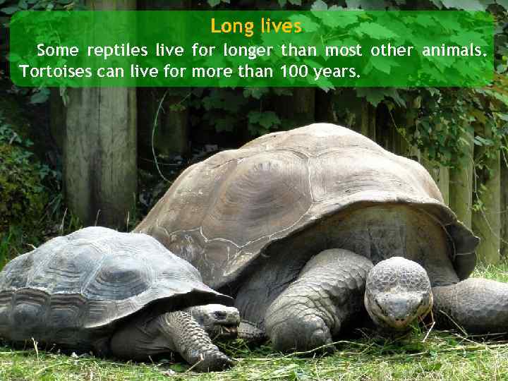 Long lives Some reptiles live for longer than most other animals. Tortoises can live