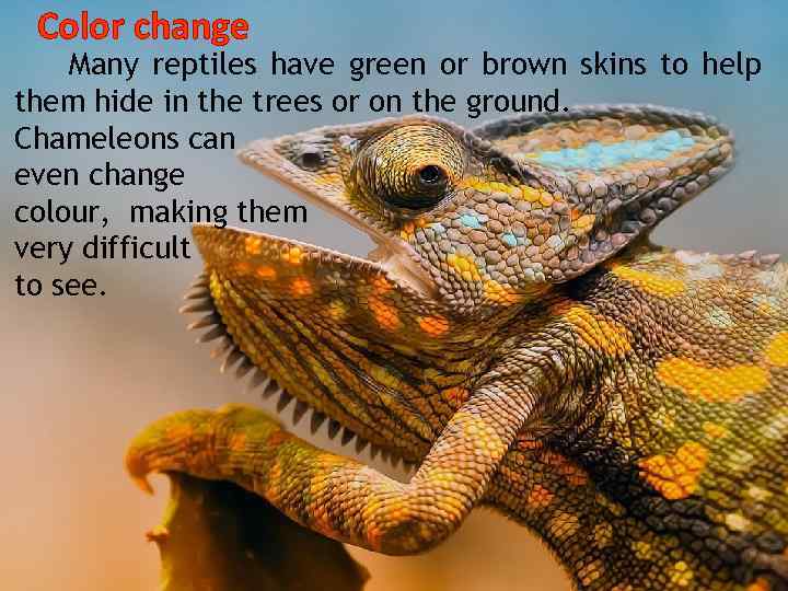 Color change Many reptiles have green or brown skins to help them hide in