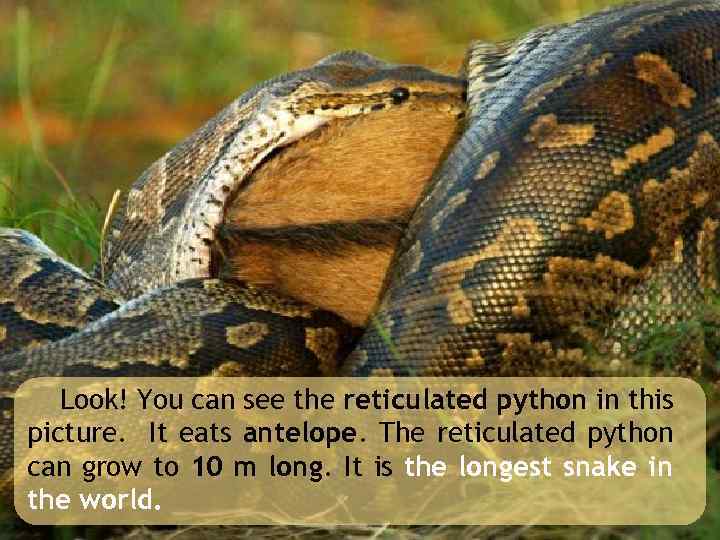 Look! You can see the reticulated python in this picture. It eats antelope. The