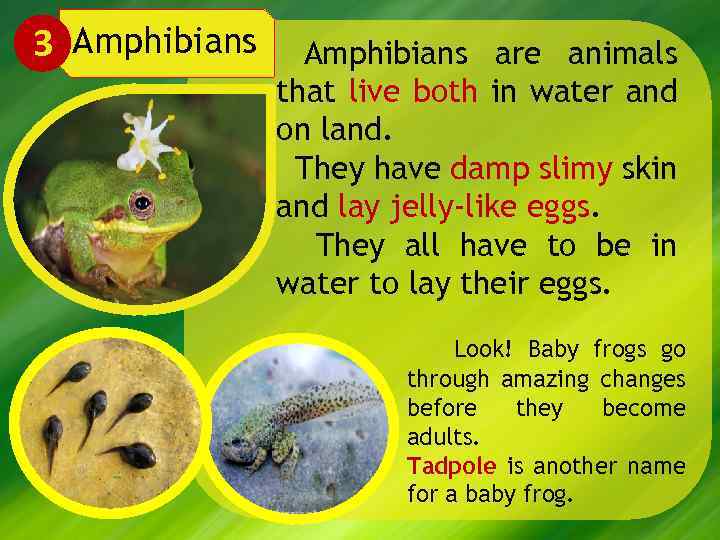 3 Amphibians are animals that live both in water and on land. They have
