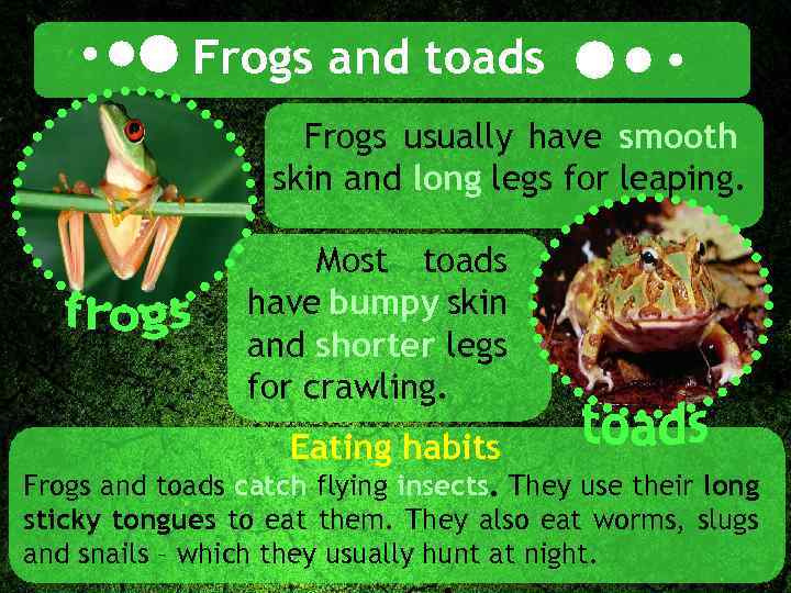 Frogs and toads Frogs usually have smooth skin and long legs for leaping. Most