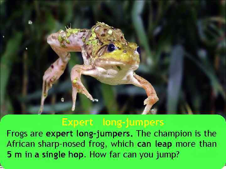 Expert long-jumpers Frogs are expert long-jumpers. The champion is the African sharp-nosed frog, which