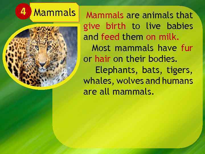 4 Mammals are animals that give birth to live babies and feed them on